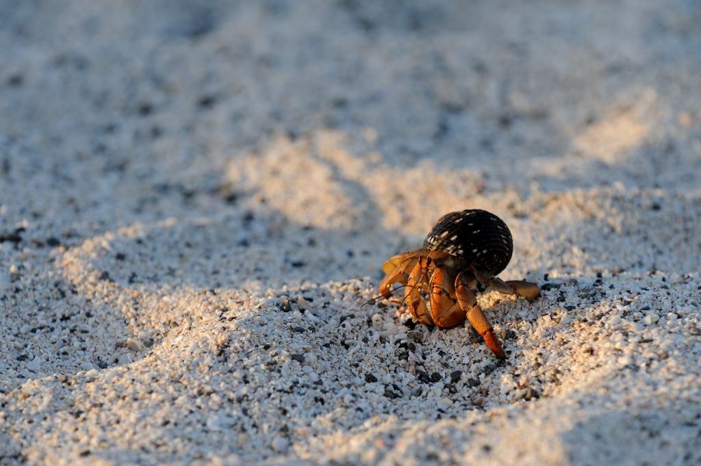 Debout Les Crabes La Mer Monte ils finiront tous en boîte.