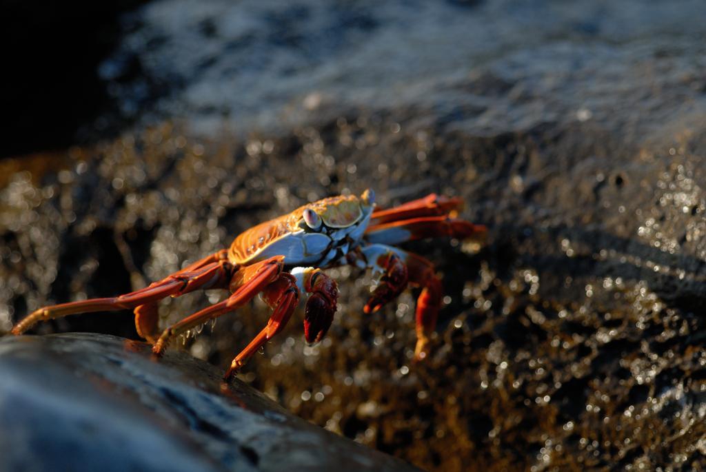 Debout Les Crabes La Mer Monte ils finiront tous en boîte.